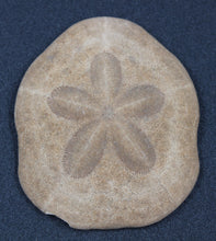 Lade das Bild in den Galerie-Viewer, Fossile Echinoïde - Scutella sp
