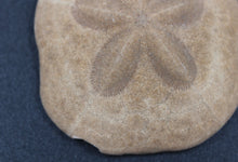 Lade das Bild in den Galerie-Viewer, Fossile Echinoïde - Scutella sp
