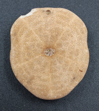 Cargar imagen en el visor de la galería, Fossile Echinoïde - Scutella sp
