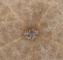 Lade das Bild in den Galerie-Viewer, Fossile Echinoïde - Scutella sp
