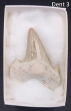 Carregar imagem no visualizador da galeria, Dents fossiles de requin Otodus obliquus
