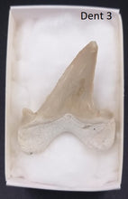 Load image into Gallery viewer, Dents fossiles de requin Otodus obliquus
