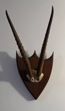 Cargar imagen en el visor de la galería, Trophée faune africaine
