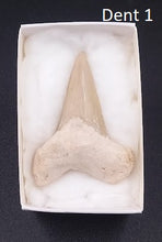 Cargar imagen en el visor de la galería, Dents fossiles de requin Otodus obliquus
